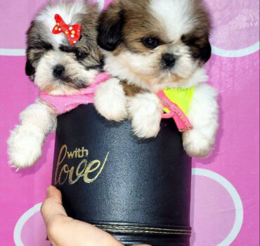 خرید سگ شیتزو عروسکی، قیمت سگ شیتزو فنجونی سایز صفر، فروش سگ شیتزو سفید قهوه ای