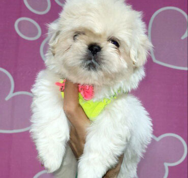 خرید سگ شیتزو سوپر فلت، سوپر فلت سفید 2 ماهه