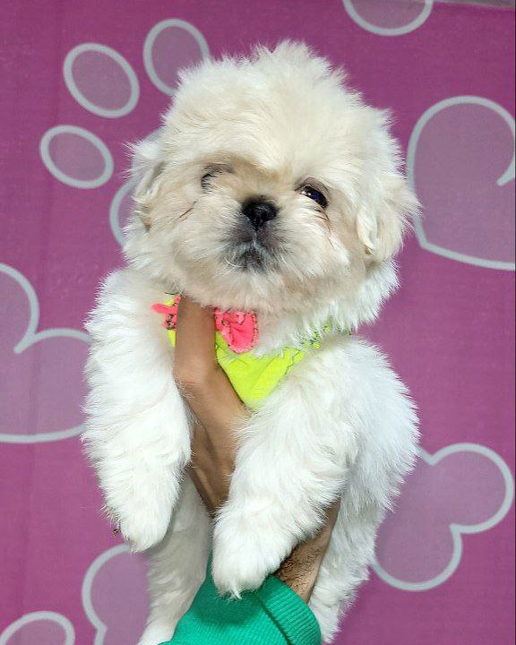 خرید سگ شیتزو سوپر فلت، سوپر فلت سفید 2 ماهه
