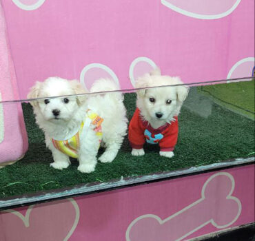 شیتزو کراس سفید 2 ماهه، فروش انواع نژاد سگ