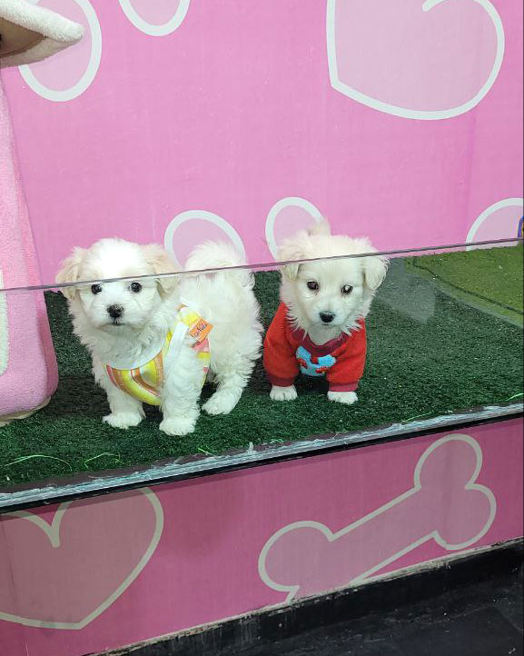 شیتزو کراس سفید 2 ماهه، فروش انواع نژاد سگ