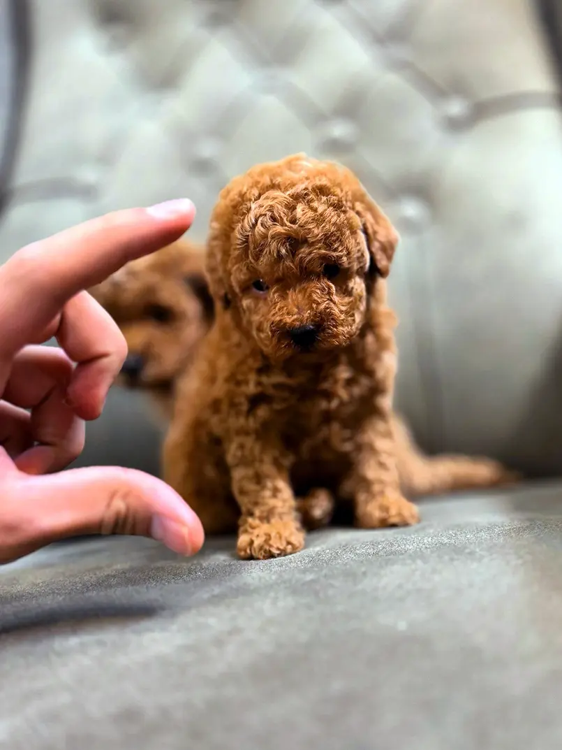 سگ تاینی توی پودل، خرید سگ تاینی توی پودل