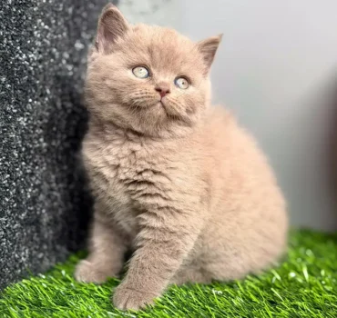 خرید بریتیش لیلاک اصیل – بچه گربه زیبا آماده خرید با رنگ لیلاک خاص و ظاهر کیوت