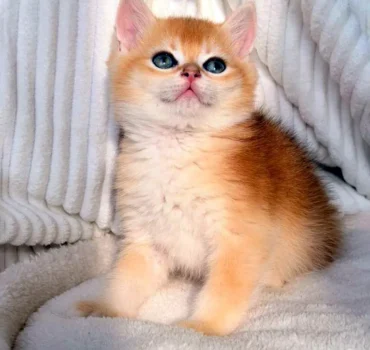 خرید بچه گربه بریتیش گلد شورت هیر – نژاد اصیل طلایی مو کوتاه با چشم سبز زیبا