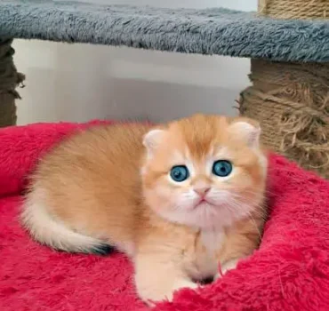 اسکاتیش فولد گلد نر – بچه گربه اصیل آماده خرید با رنگ طلایی خیره‌کننده