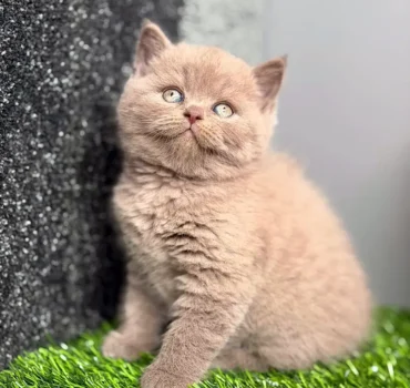 بچه گربه بریتیش لیلاک ماده – نژاد اصیل مو کوتاه لیلاک با چشم درخشان و پوشش نرم